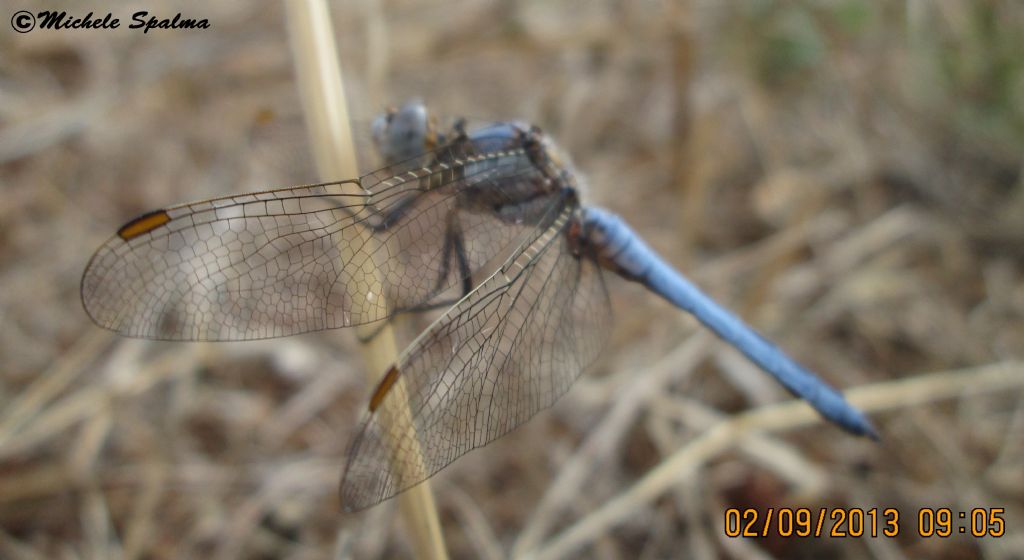 id libellula blu - Orthetrum brunneum